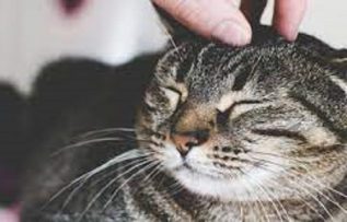 Rüyada Yaralı Kedi Görmek