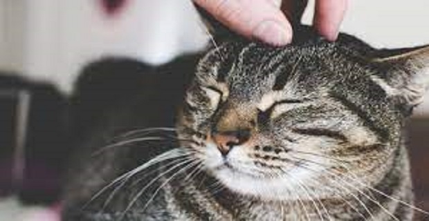 Rüyada Yaralı Kedi Görmek