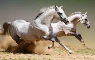 Rüyada Yarış Atı Görmek