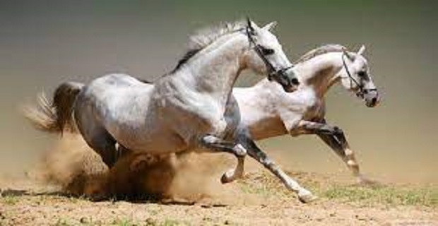 Rüyada Yarış Atı Görmek