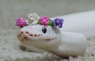 Rüyada Yatakta Yılan Görmek