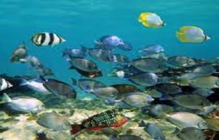 Rüyada Yavru Balık Sürüsü Görmek