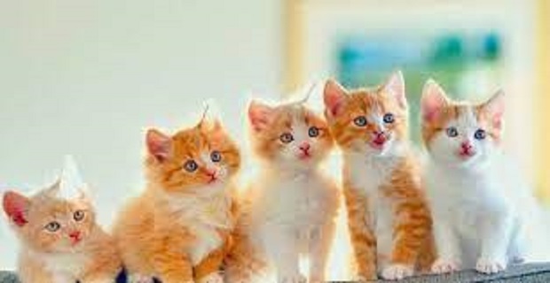 Rüyada Yavru Görmek