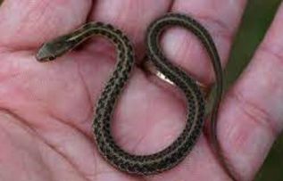 Rüyada Yavru Yılan Görmek