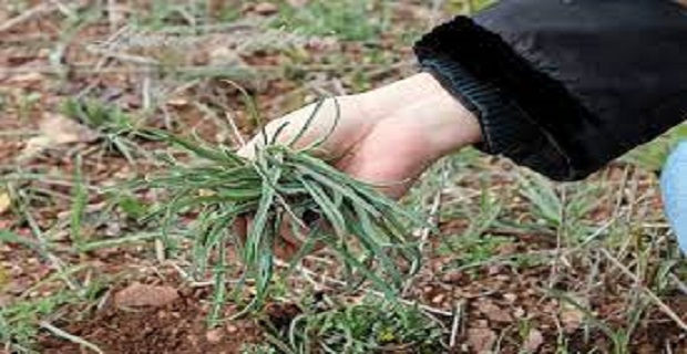 Rüyada Yemlik Görmek