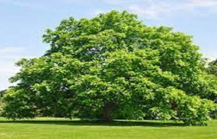 Rüyada Yeşil Ağaç Görmek