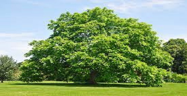 Rüyada Yeşil Ağaç Görmek