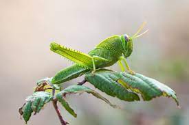 Rüyada Yeşil Böcek Görmek