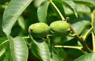 Rüyada Yeşil Ceviz Görmek