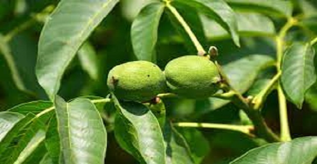 Rüyada Yeşil Ceviz Görmek