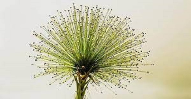 Rüyada Yeşil Çiçek Görmek