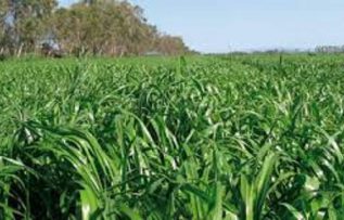 Rüyada Yeşil Ot Görmek