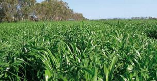 Rüyada Yeşil Ot Görmek