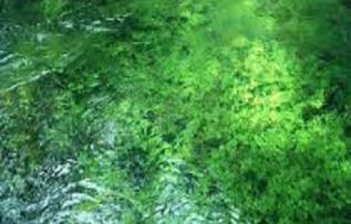 Rüyada Yeşil Su Görmek