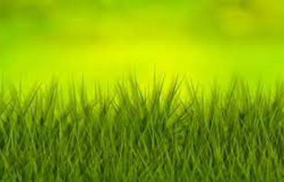 Rüyada Yeşillik Görmek