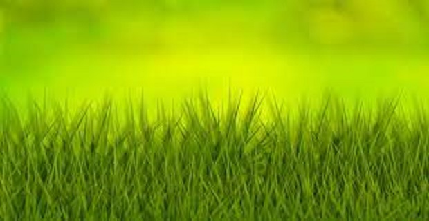 Rüyada Yeşillik Görmek