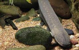 Rüyada Yılan Balığı Görmek