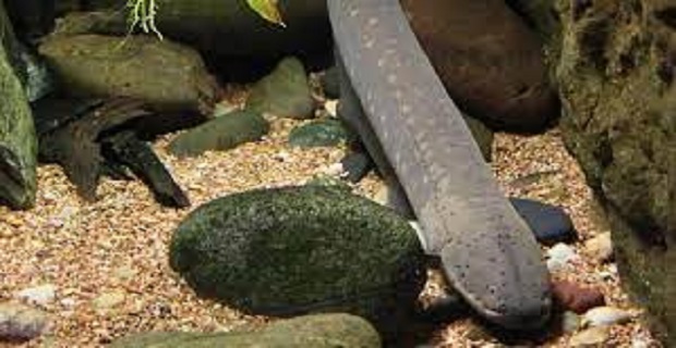 Rüyada Yılan Balığı Görmek