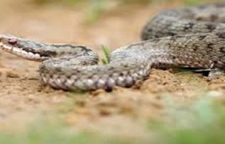 Rüyada Yılan Kovalaması