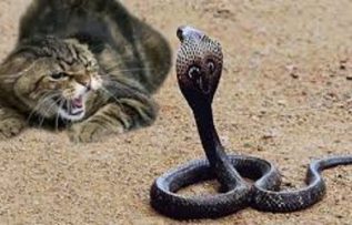 Rüyada Yılanın Başını Ezmek