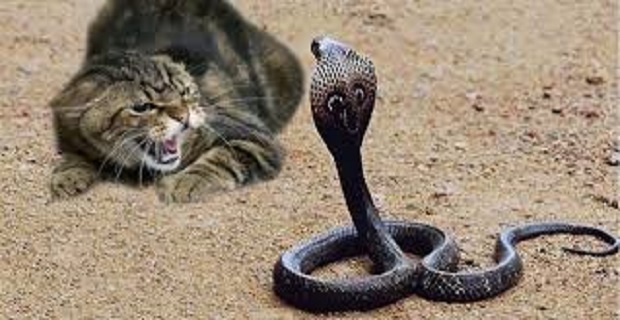 Rüyada Yılanın Başını Ezmek