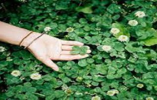 Rüyada Yonca Görmek