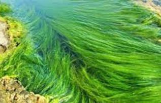 Rüyada Yosun Görmek