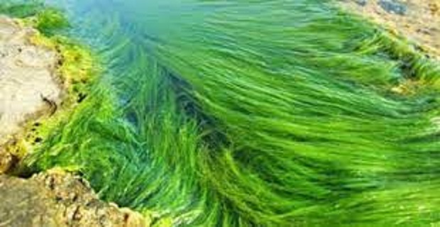 Rüyada Yosun Görmek