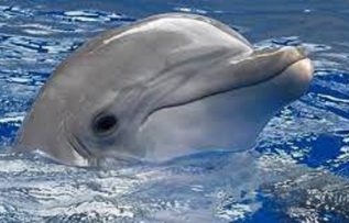 Rüyada Yunus Görmek