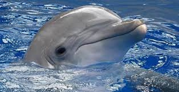 Rüyada Yunus Görmek