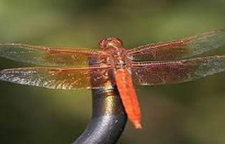 Rüyada Yusufçuk Kuşu Görmek