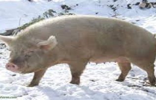 Rüyada Yaban Domuzu Görmek