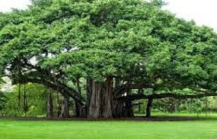 Rüyada Yeşil Meşe Görmek