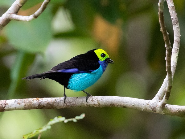 Cennet Tanager