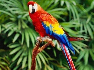Kırmızı Macaw Papağanı