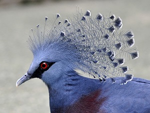 Mavi taçlı güvercin