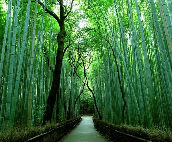  Arashiyama Bambu Ormanı, Japonya