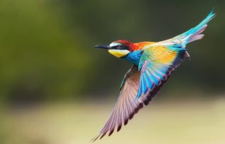 Dünyanın en renkli 15 kuşunu görenler hayran kalıyor!