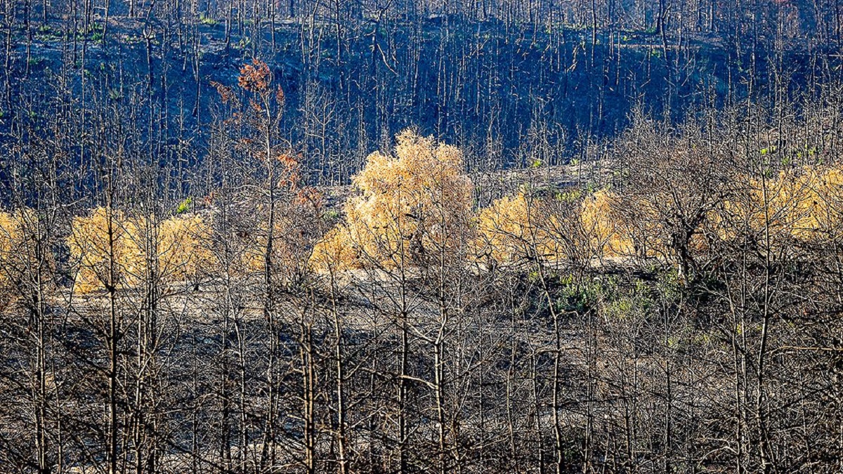 Manavgat ormanları sonbaharı hüzünlü karşıladı