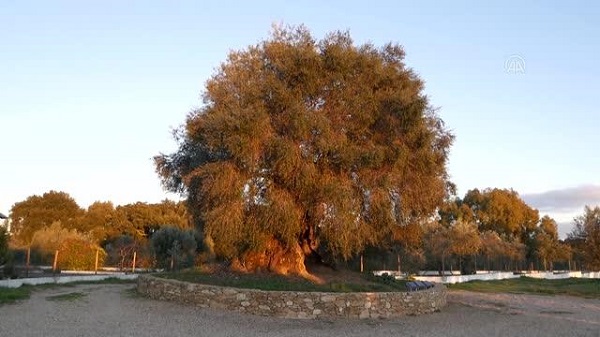 Portekiz'de 3 bin 350 yaşındaki zeytin ağacı