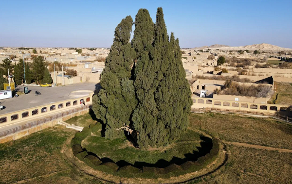 İran'ın en yaşlı ağacı 