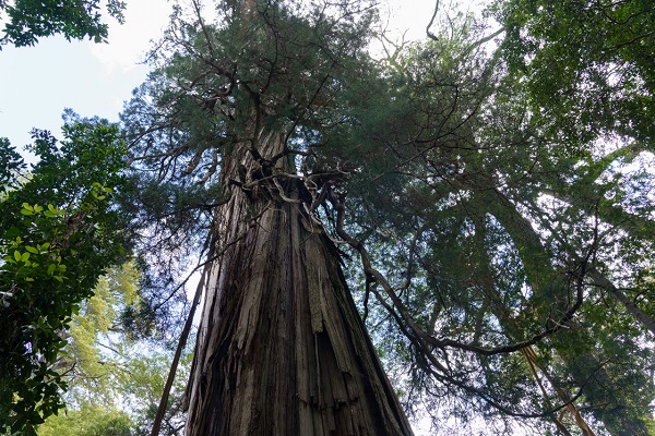 Arjantin'in 2 bin 600 yaşından büyük ağacı 