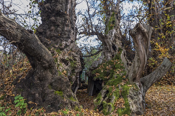  İtalya'daki Yüz Atlı Kestane Ağacı