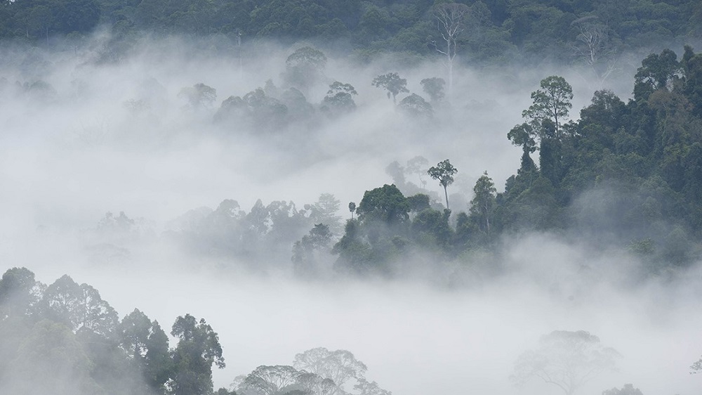 Amazon yağmur ormanları için tehlike büyüyor!