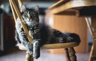 Kedilerde iştahsızlık ne anlama gelir?