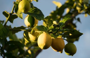 C Vitamini deposu limon kabuğunun faydaları nelerdir?