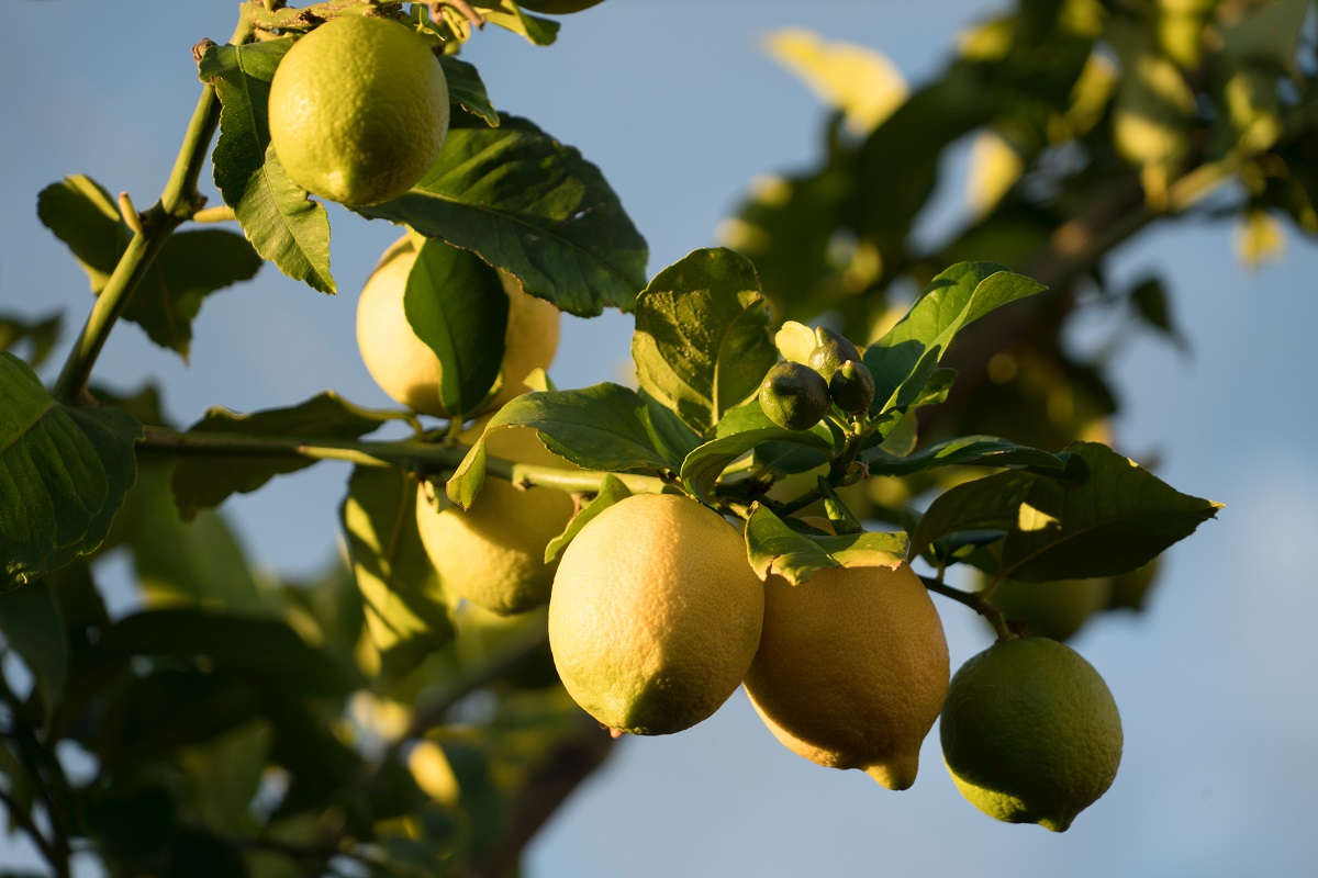 C Vitamini deposu limon kabuğunun faydaları nelerdir?