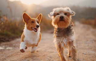 Araştırma: Köpekler sevinçten ağlayabilir!