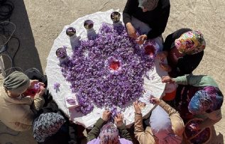 Safran hasadı festivalle kutlandı
