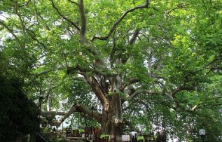 Kültürel miras anıt ağaçlar korunma altında